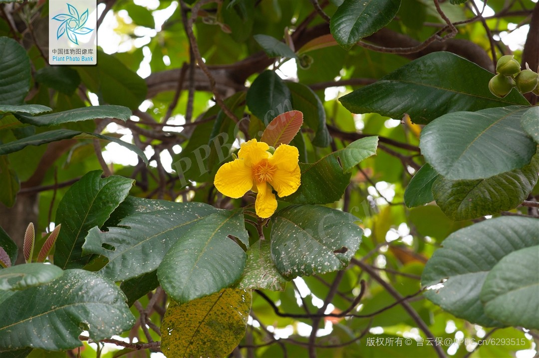 Lọng bàng